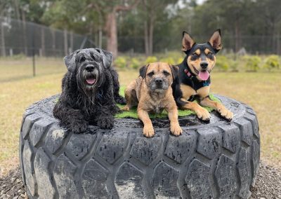 Tails Unleashed Dog Day Care Mid North Coast