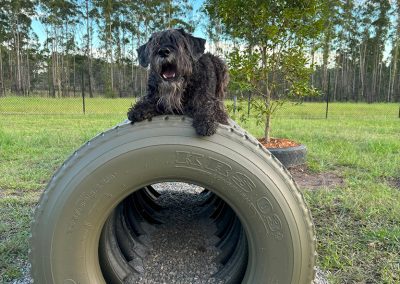 Dog Day Care Mid North Coast